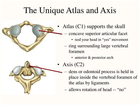 Atlas And Axis Vertebrae Diagram