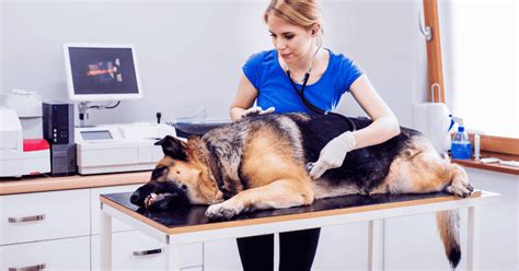 German Shepherd Hip Dysplasia: Everything You Need to Know