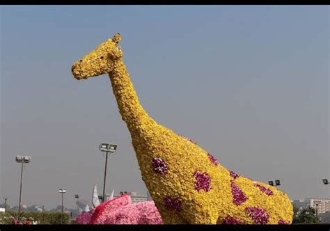 Happening after two years of pandemic: Ahmedabad Flower Show at Sabarmati riverfront