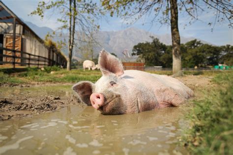 Meet Pigcasso, The Artistic Pig of Cape Town - Photogallery