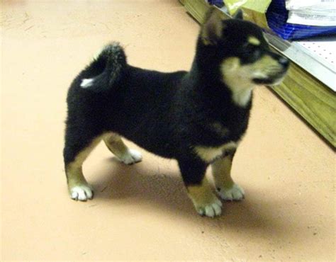 Black Shiba Inu Puppies For Sale | PETSIDI