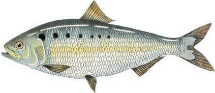 American Shad ~ MarineBio Conservation Society