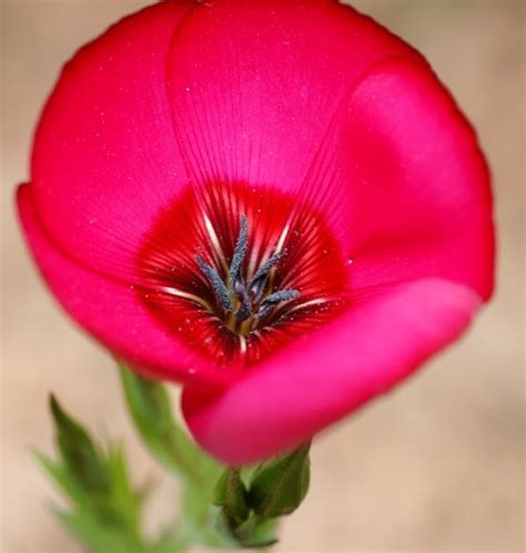 Closeup of stamen and carpel from beautiful flower | Beautiful flowers, Flowers, Beautiful