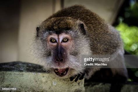 47 Cynomolgus Stock Photos, High-Res Pictures, and Images - Getty Images