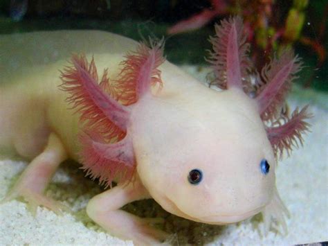 Axolotl, Axolotl pet, Axolotl tank