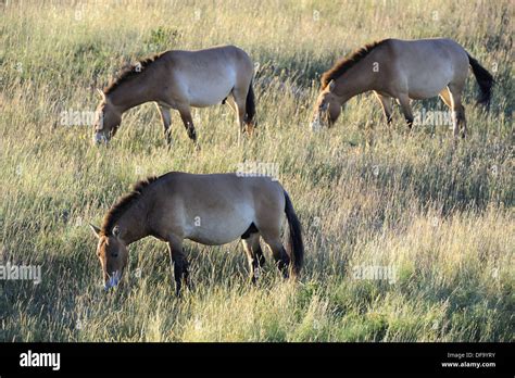 Herd of semi wild Przewalski horse grazing (Equus ferus przewalskii ...