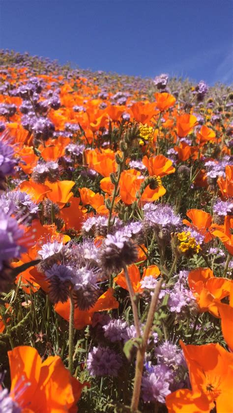 Antelope Valley Poppy Reserve Part Two! | Planting flowers, Wild ...