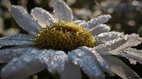 White flower 4K wallpaper download