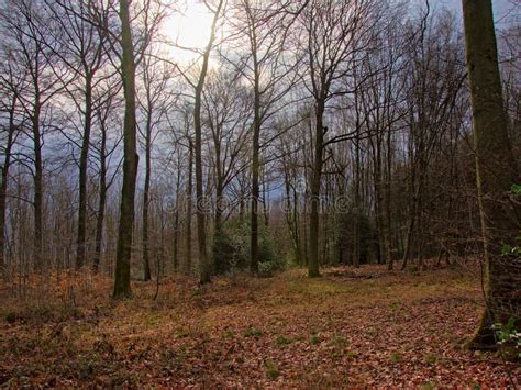 A Forest In The Belgian Ardennes At Vresse Sur Semois. Stock Photo ...