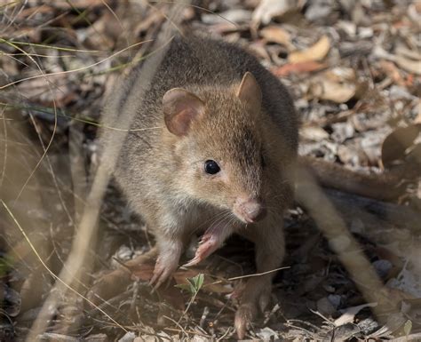 Eastern Bettong — Mulligans Flat