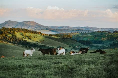 China-Brazil: Cooperation on green value chains explained | World ...