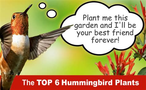 Free Hummingbird Garden Design from Wilson Bros Gardens