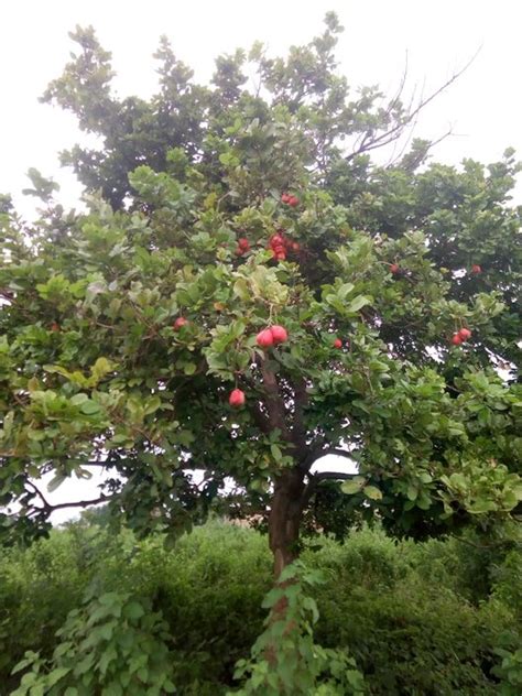 Ackee Tree RARE Exotic Jamaican Fruit Tree | ubicaciondepersonas.cdmx.gob.mx