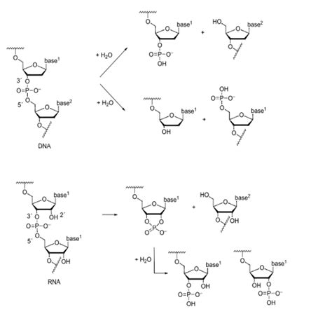 Phosphodiester bond - Definition and Examples - Biology Online Dictionary