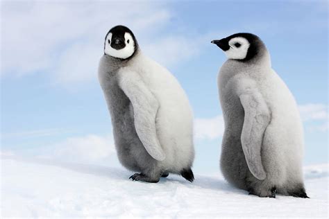 Emperor Penguins Australian Antarctic Division