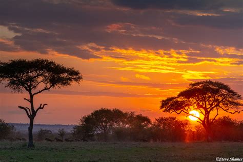 Serengeti-African Sunrise | The Serengeti, Tanzania Africa 2020 | Steve ...