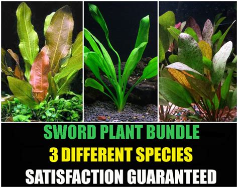 Sword Plants Bundle – 3 Species – Amazon, Red Flame, Kleiner Bar – Easy Aquarium Plants ...