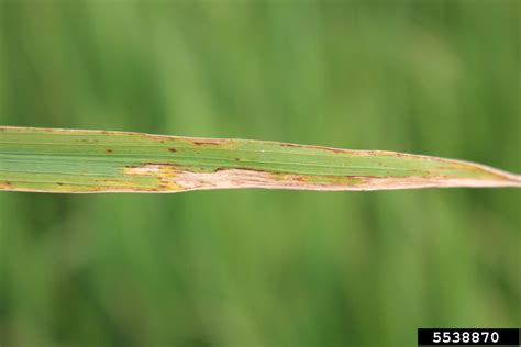 bacterial leaf blight of rice (Xanthomonas oryzae pv. oryzae)