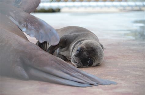 Photos: National Zoo welcomes first baby sea lion in 32 years - WTOP News