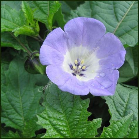 Buy Shoo-Fly Plant - Apple of Peru - Nicandra physalodes from Norfolk Herbs