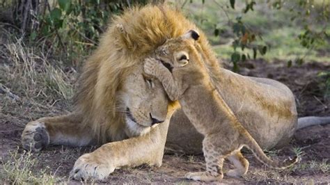 Lion Cub's First Meeting With Dad Captured on Camera - ABC News