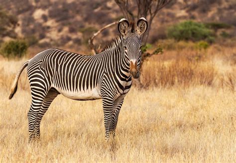 Why Are Grevy's Zebras Endangered? And How Can They Be Saved?