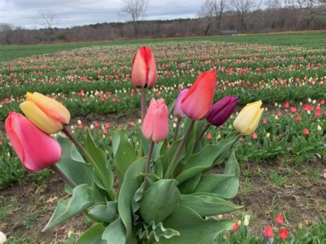 Meet and Greet over Tulips - TODAY - Rhode Island news