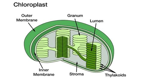 Pengertian Kloroplas, Fungsi, Struktur dan Bagian Kloroplas Pada ...