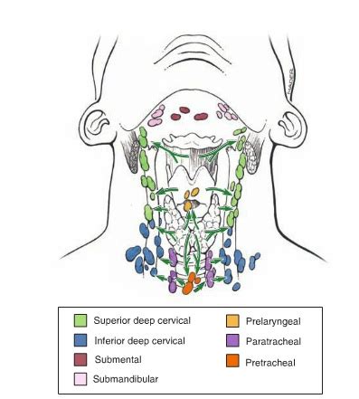 Lymphatic Drainage - ENLARGED THYROIDFor General Public