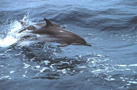 Clymene dolphin - It's Nature