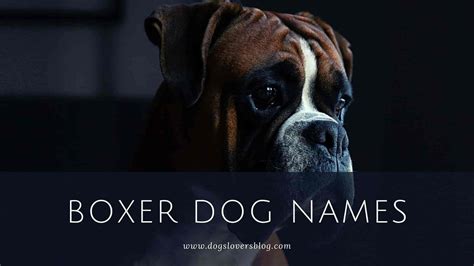 + 600 Best Boxer Dog Names - The Ultimate List!