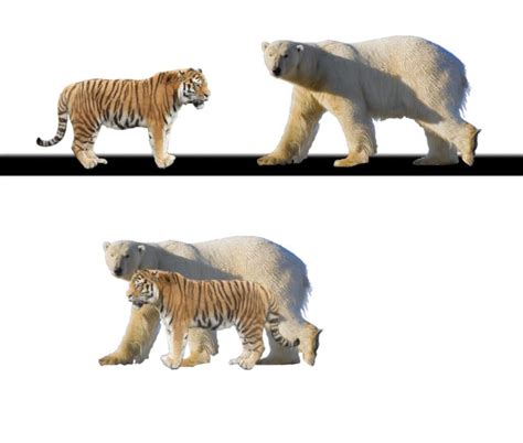 Polar Bear Vs Grizzly Bear Size Comparison