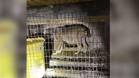 ‘Deadly dog fights’: 30 dogs rescued in dog fighting ring bust in Panola County, Sheriff says