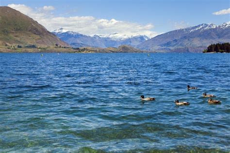 Lake Wanaka stock image. Image of south, clean, wanaka - 19863613