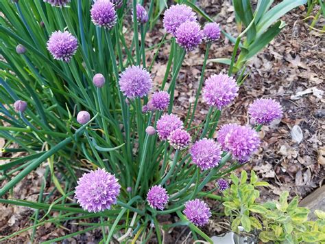 My garlic chives have very pretty flowers #gardening #garden #DIY #home #flowers #roses #nature ...