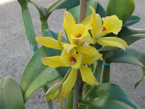 Bloom a Vanilla planifolia orchid. I would settle for keeping one alive for 1 year. Exotic ...