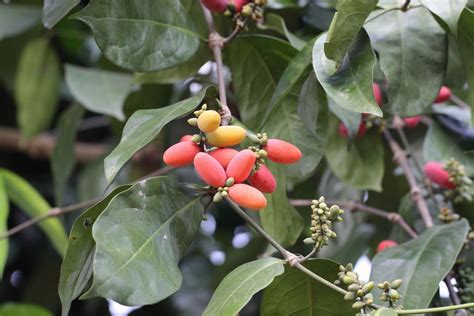 Melinjo (Gnetum gnemon) | Fruit plants, Beautiful fruits, Gymnosperm