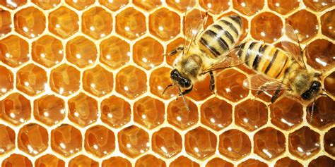 Designing new hives could save honey bees | School of Mechanical ...