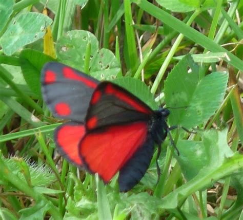 Red & Black Butterfly | Explore CHRISJAZ's photos on Flickr.… | Flickr ...