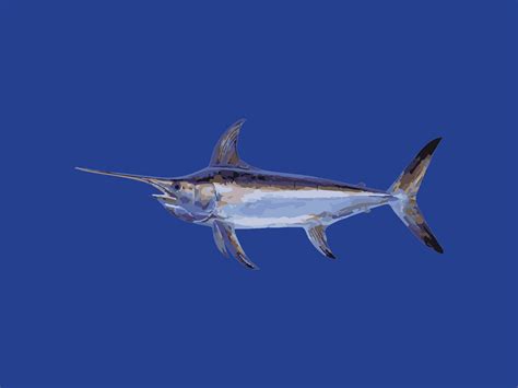 Broadbill swordfish - Tuna Australia