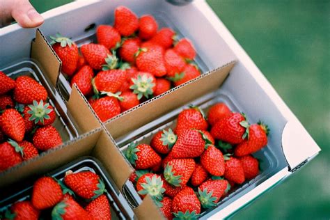 McLeod Farms annual Strawberry Festival | Morning Ag Clips