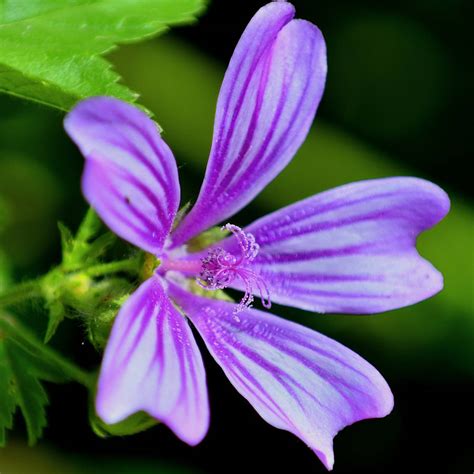 10 plantas silvestres comestibles deliciosas