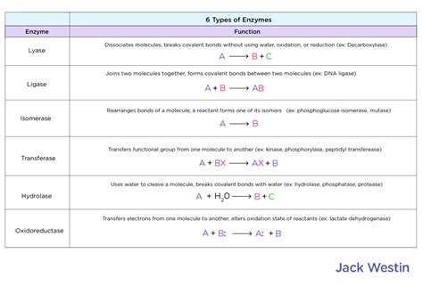 Enzyme Classification By Reaction Type - Enzyme Structure And Function ...