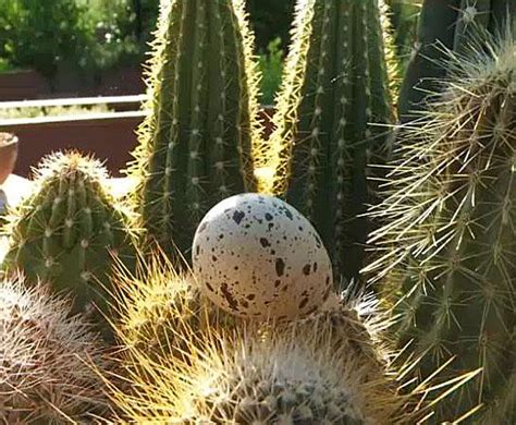 It's home sweet prickly home, for this ‪cactus wren‬ egg. VIDEO ...