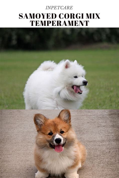 two small dogs sitting next to each other