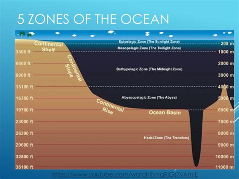 diagram of ocean zones - Weavefed