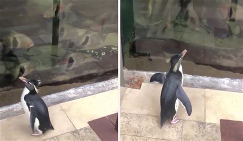 Watch: Penguins in Chicago visit other animals as aquarium closes to ...