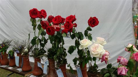 Chandigarh Rose Festival Tourism 2021 | Flower Show, Music Festival ...