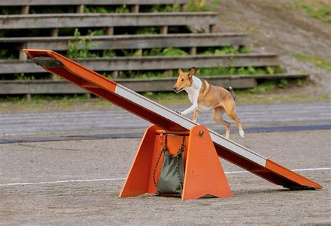 DIY: How to Make Your Own Dog Agility Course - PatchPuppy.com