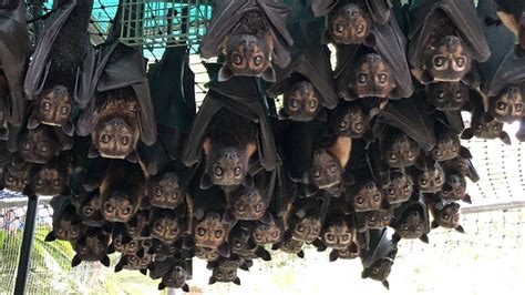 Plan to use baby bats as bait to move flying fox colony away from Cairns city centre - ABC News